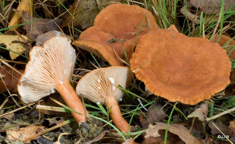 Lactarius lacunarum